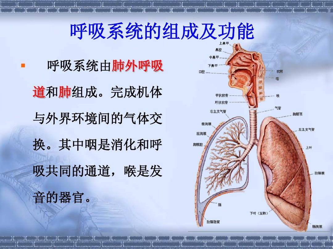 呼吸系统