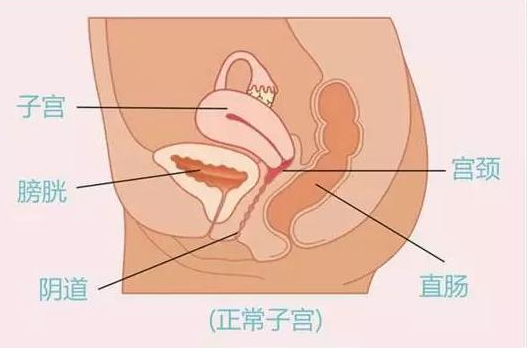 正常的子宫位置图