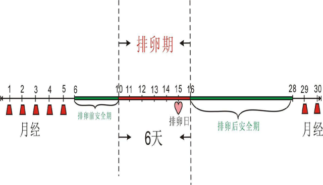 月经周期及排卵期解析