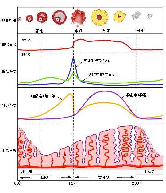 月经周期内卵泡激素体温子宫内膜变化规律曲线图