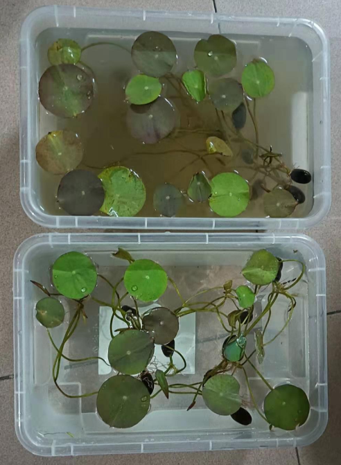 水培荷花尚未入泥