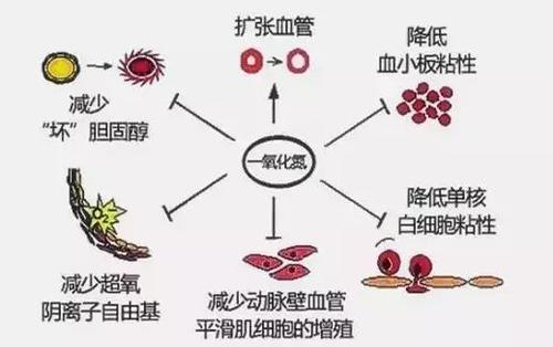 一氧化氮的作用