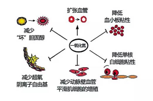 什么是一氧化氮，有什么作用和过量的危害