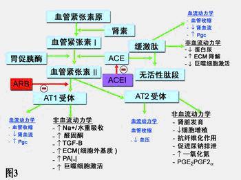 缓激肽工作链