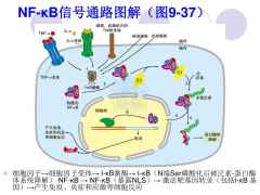 应急蛋白是什么意思,应激蛋白质高是什么原因