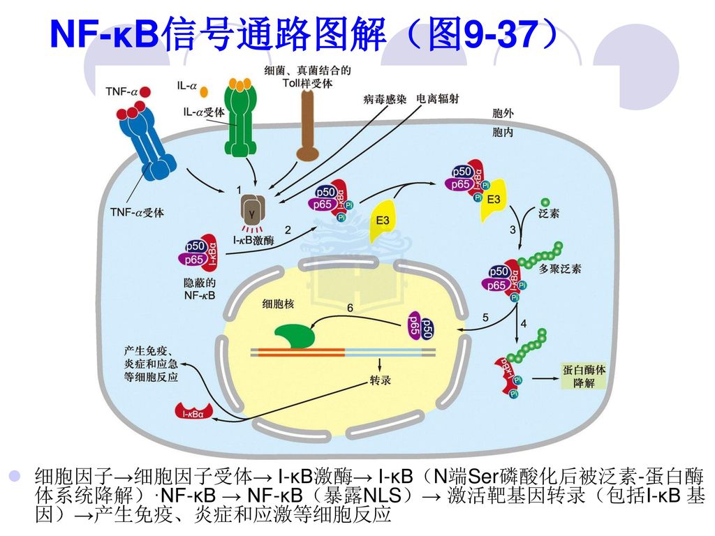 与应急反应相关的生物流程