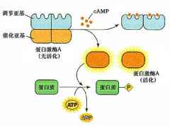 蛋白激酶A是由什么组成的,作用和激活机制是什么