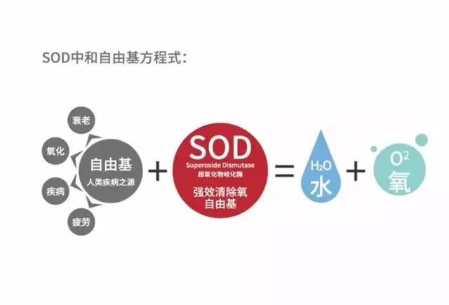 超氧化物歧化酶催化超氧阴离子自由基歧化