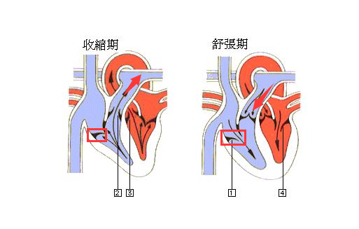 心脏工作原理