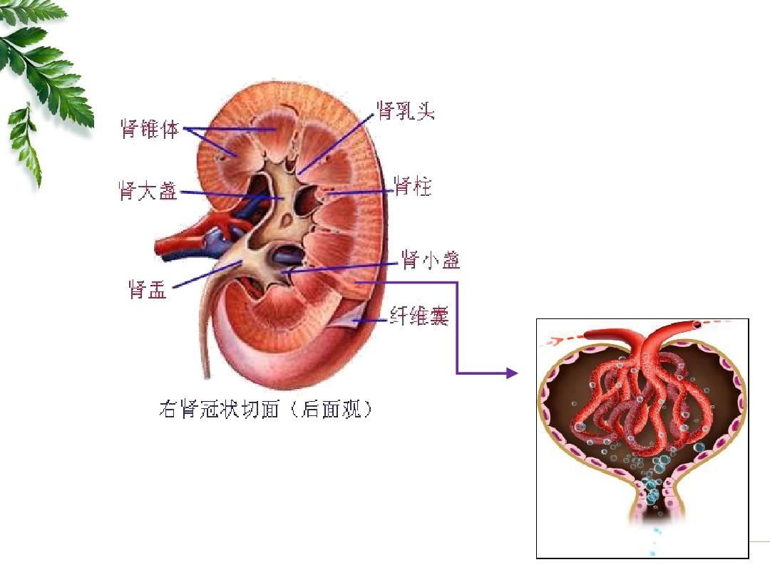 肾脏结构