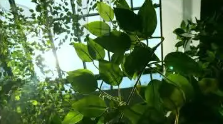 太阳光穿透玻璃对植物的作用