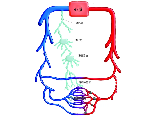 淋巴系统