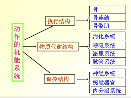 运动系统组成部分和功能有哪些