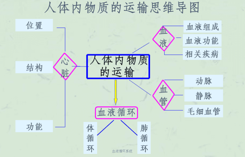 循环系统循环过程